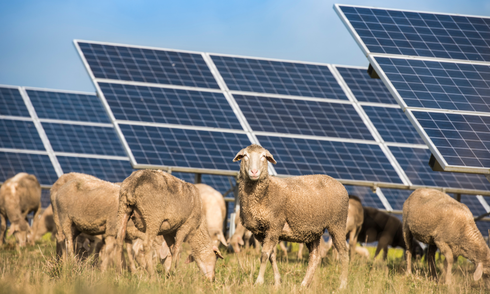 Agrivoltaics - Sheeps Grazing Among Solar Panels